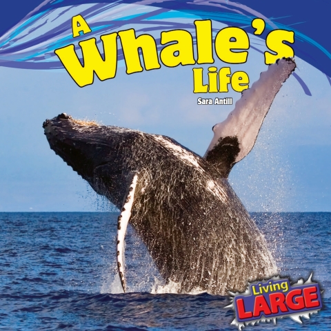 Cover image for book A Whale’s Life