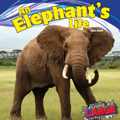 Cover image for book An Elephant’s Life