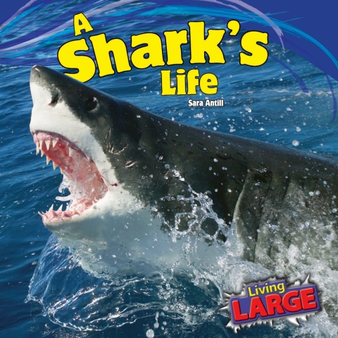 Cover image for book A Shark’s Life