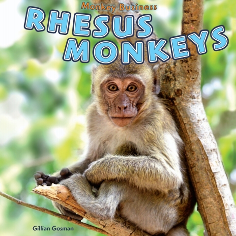 Cover image for book Rhesus Monkeys