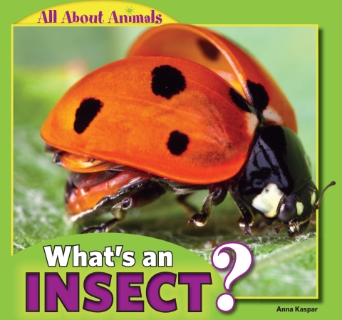 Cover image for book What’s an Insect?