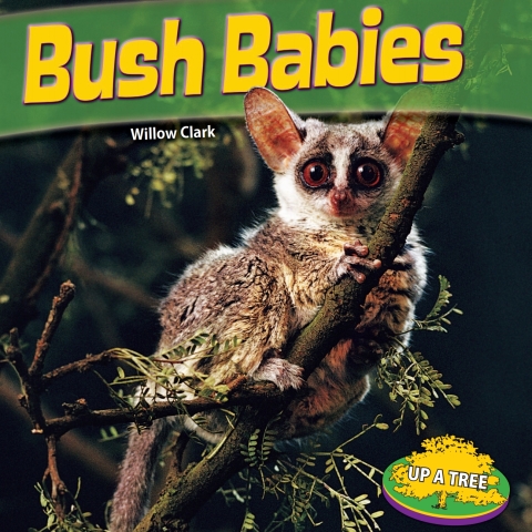 Cover image for book Bush Babies