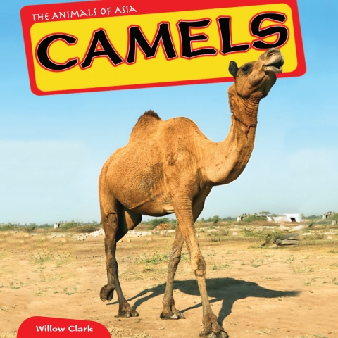Cover image for book Camels