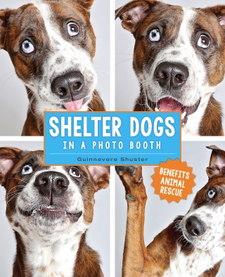 Shelter Dogs in a Photo Booth