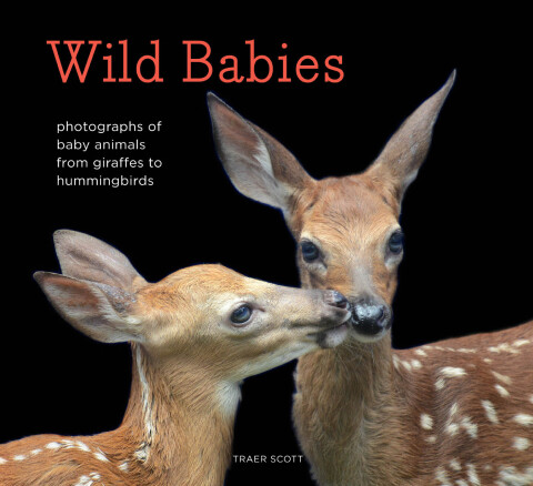 Cover image for book Wild Babies