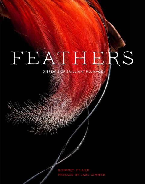 Cover image for book Feathers