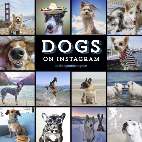 Cover image for book Dogs on Instagram