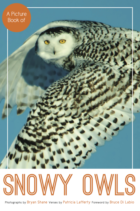 Cover image for book A Picture Book of Snowy Owls