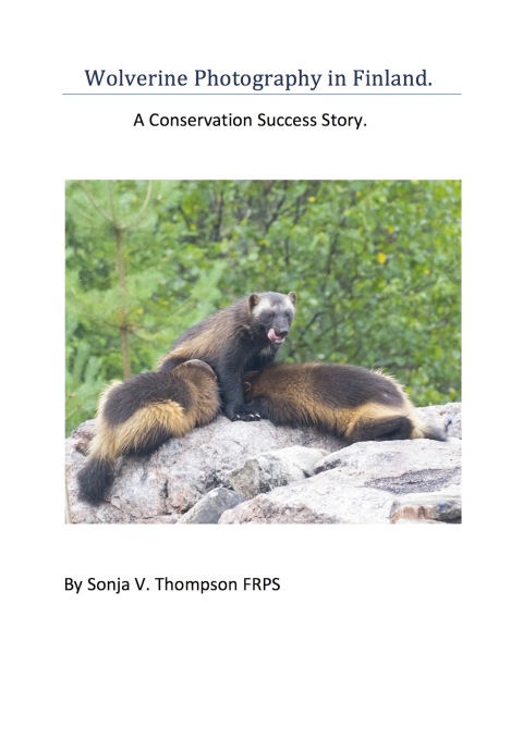 Cover image for book Wolverine Photography in Finland: A Conservation Success Story