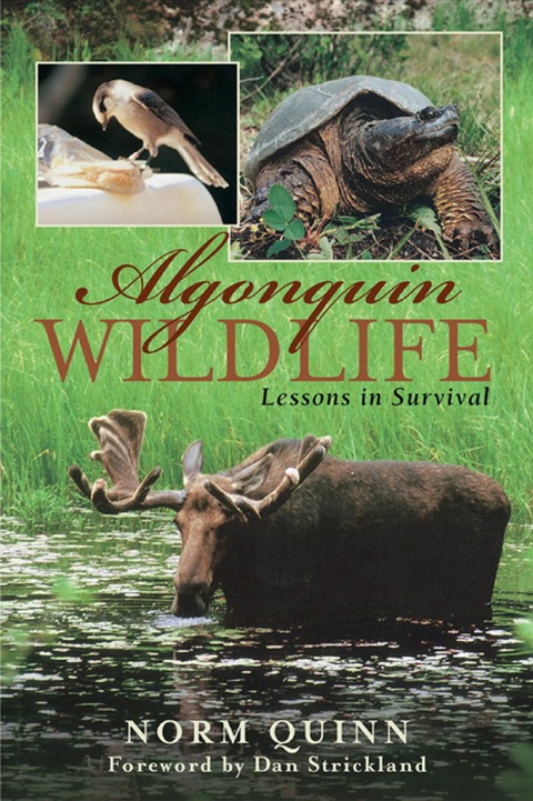 Cover image for book Algonquin Wildlife