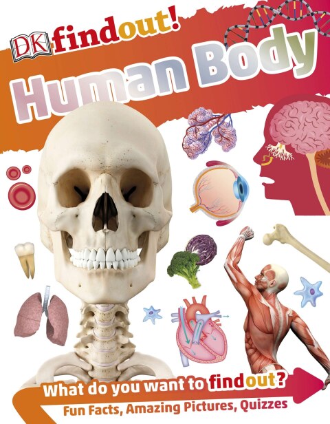 Cover image for book DKfindout! Human Body