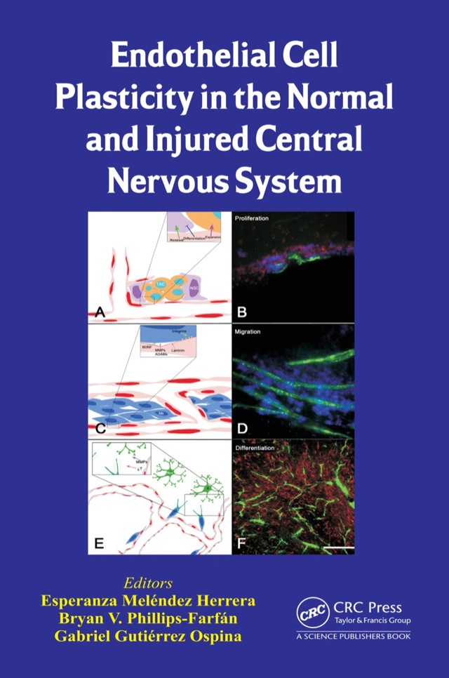 Endothelial Cell Plasticity in the Normal and Injured Central Nervous System
