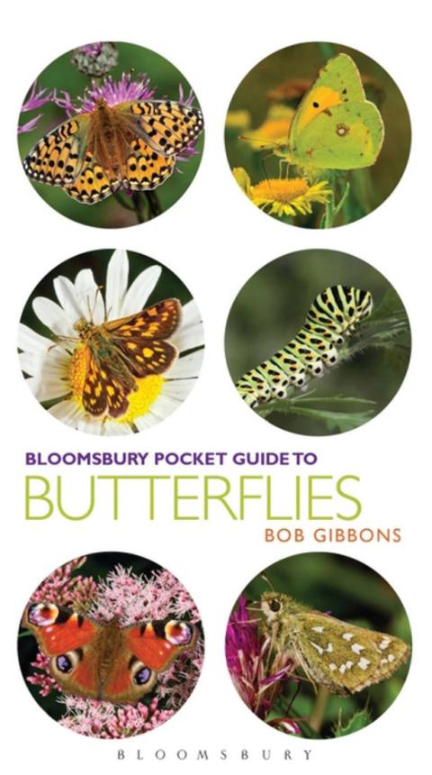 Cover image for book Pocket Guide to Butterflies