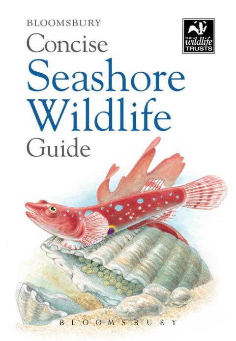 Cover image for book Concise Seashore Wildlife Guide