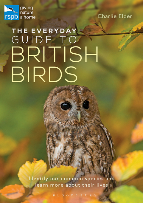Cover image for book The Everyday Guide to British Birds