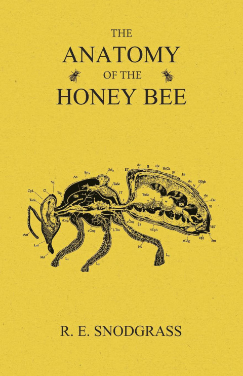 Cover image for book The Anatomy of the Honey Bee
