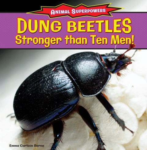 Cover image for book Dung Beetles