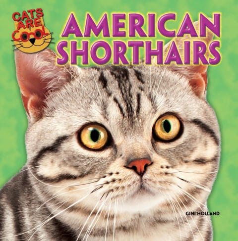 Cover image for book American Shorthairs