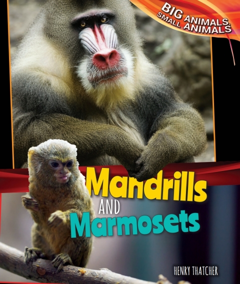 Cover image for book Mandrills and Marmosets