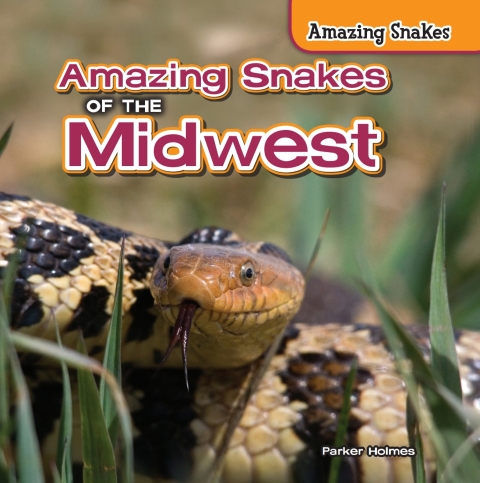 Cover image for book Amazing Snakes of the Midwest