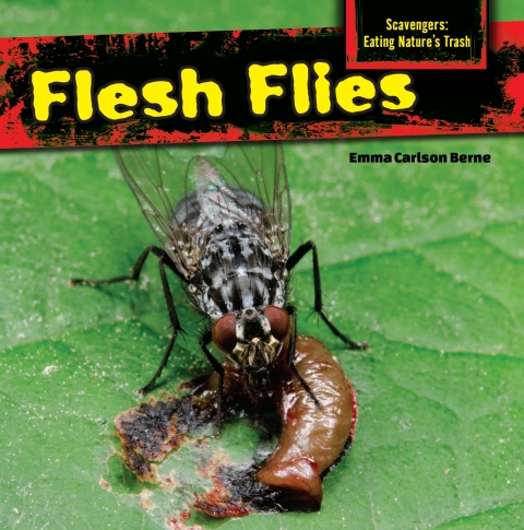 Cover image for book Flesh Flies