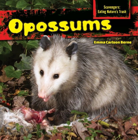 Cover image for book Opossums