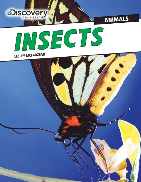 Cover image for book Insects
