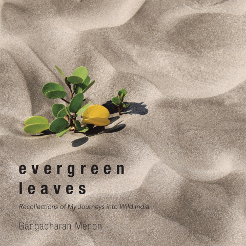 Cover image for book Evergreen Leaves