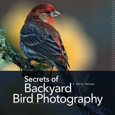 Cover image for book Secrets of Backyard Bird Photography