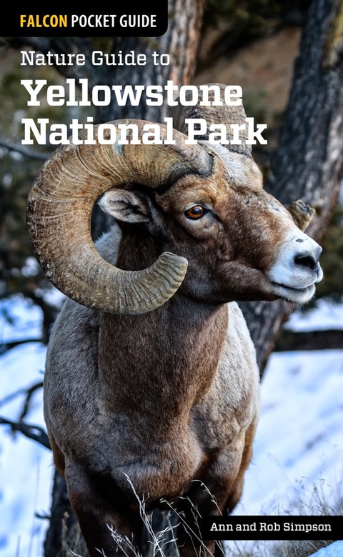 Cover image for book Nature Guide to Yellowstone National Park
