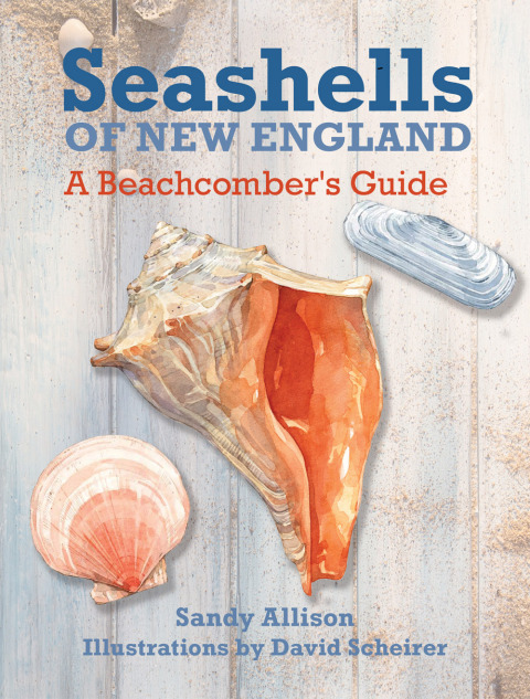 Cover image for book Seashells of New England