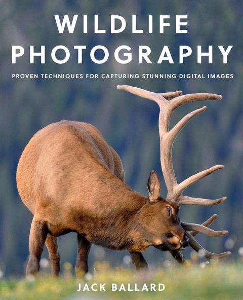 Cover image for book Wildlife Photography