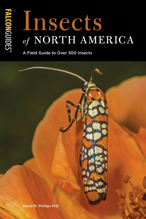 Insects of North America 