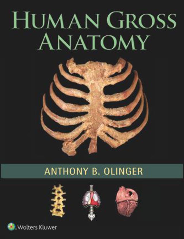 Human Gross Anatomy