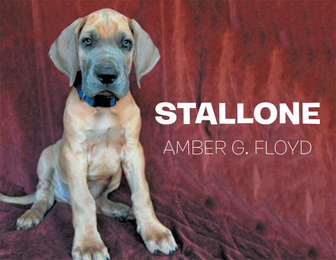 Cover image for book Stallone