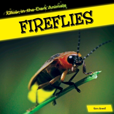 Cover image for book Fireflies