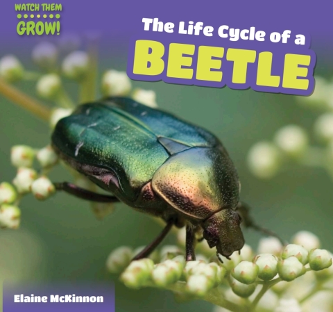 Cover image for book The Life Cycle of a Beetle