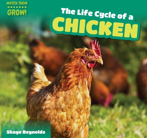 Cover image for book The Life Cycle of a Chicken
