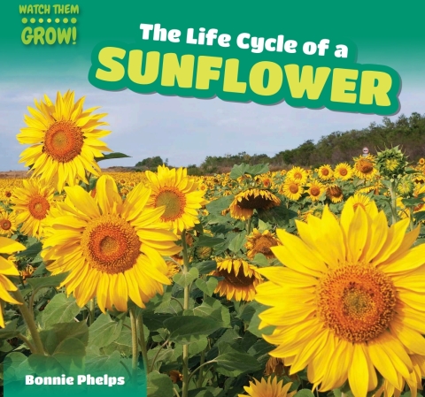 Cover image for book The Life Cycle of a Sunflower