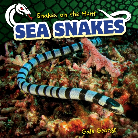Cover image for book Sea Snakes