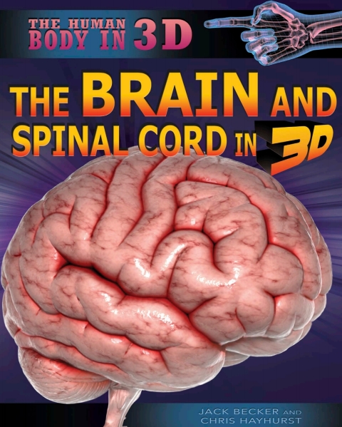 Cover image for book The Brain and Spinal Cord in 3D