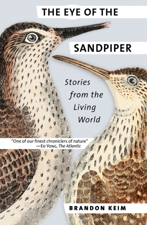 Cover image for book The Eye of the Sandpiper