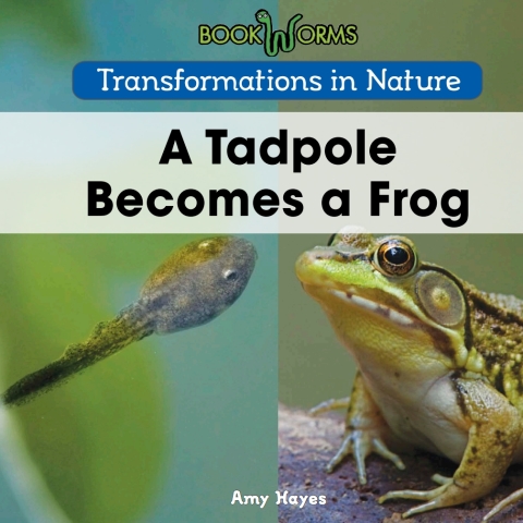 Cover image for book A Tadpole Becomes a Frog