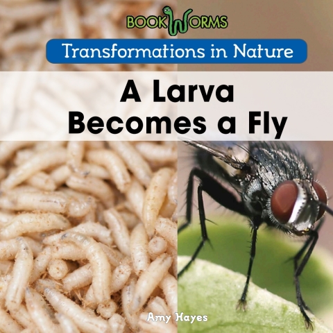 Cover image for book A Larva Becomes a Fly