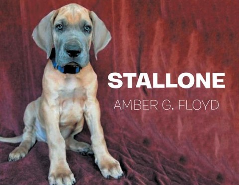 Cover image for book Stallone