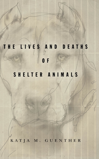 The Lives and Deaths of Shelter Animals