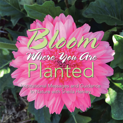 Cover image for book Bloom Where You Are Planted