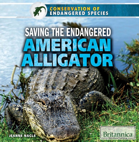 Cover image for book Saving the Endangered American Alligator
