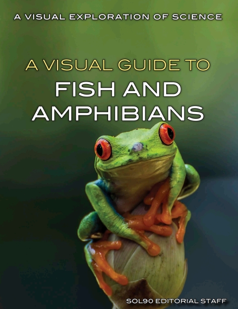 Cover image for book A Visual Guide to Fish and Amphibians