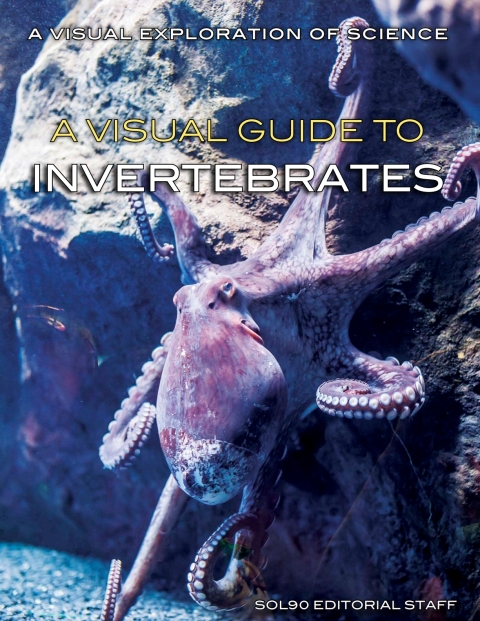 Cover image for book A Visual Guide to Invertebrates